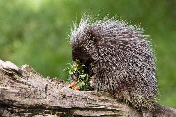 Porcupine