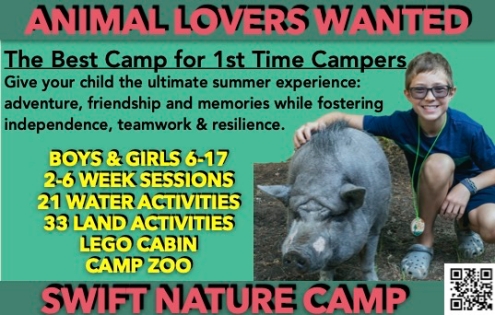 Bubba the pig at camp